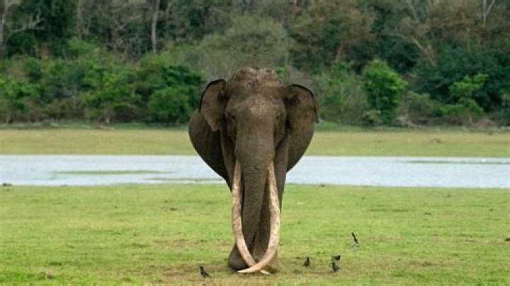 
Mr Kabini Elephant Death Cause Age 30, What Happened? 